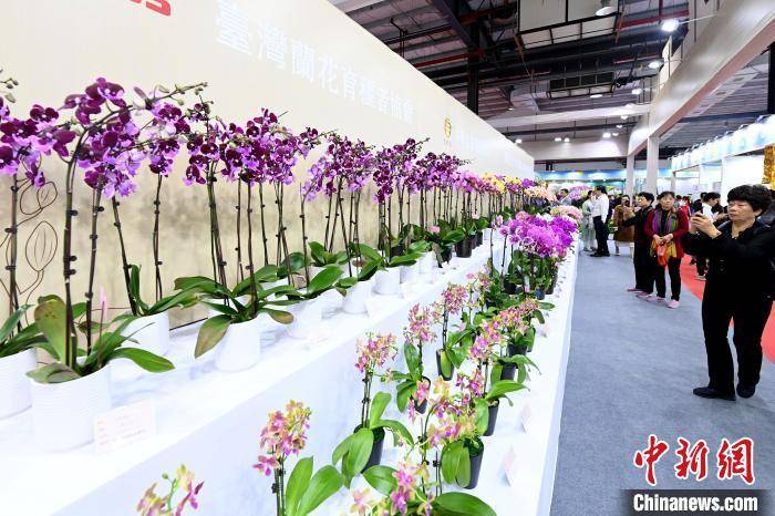 百余个台湾花卉新品种亮相两岸“花博会”(图1)