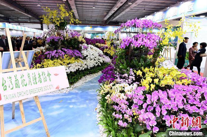 百余个台湾花卉新品种亮相两岸“花博会”(图2)